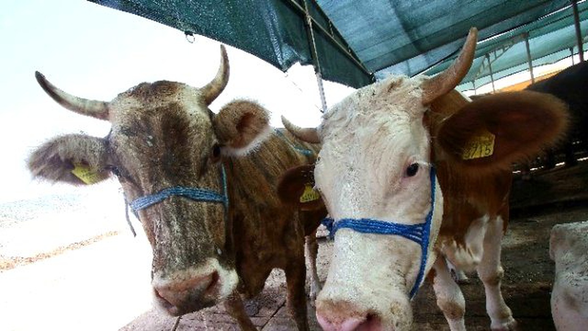 Bayraklı\'da Kurbanlık Alacaklara Broşürlü Uyarı