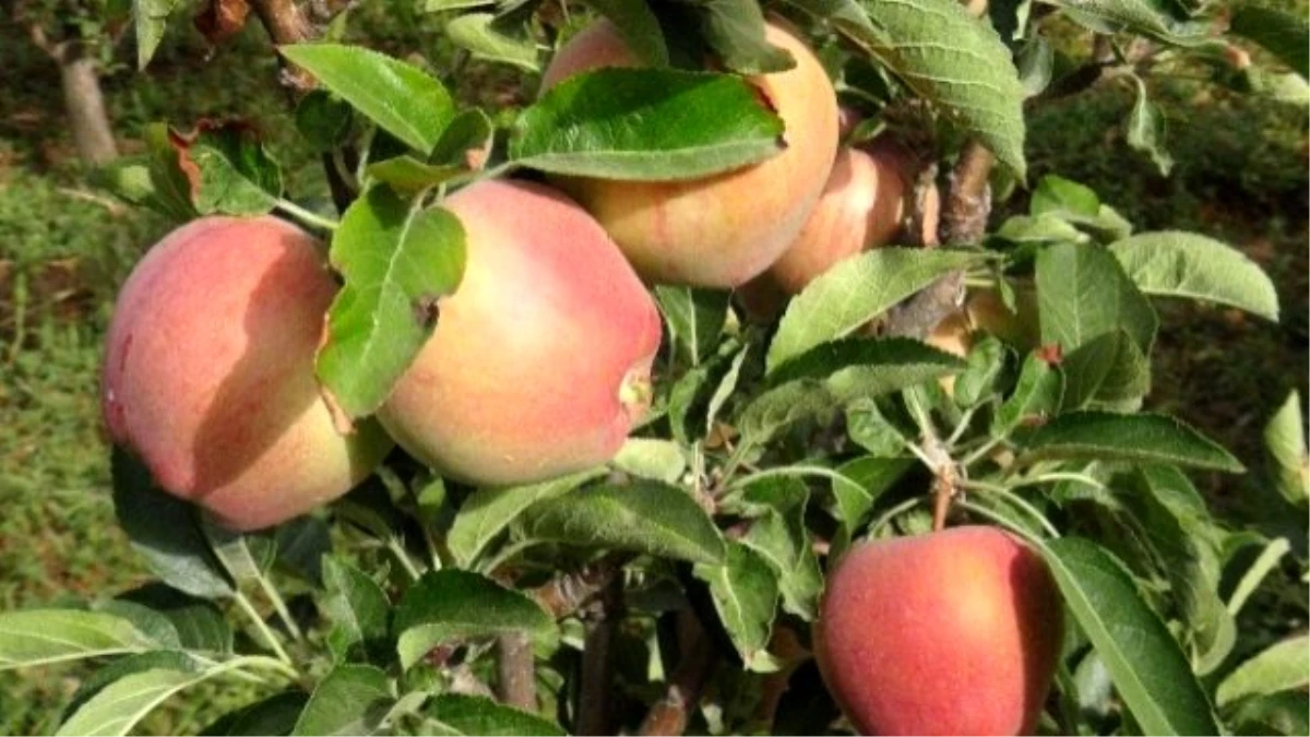 Doğanşehir Elma Üreticileri Birliği Elma Fiyatlarını Belirledi