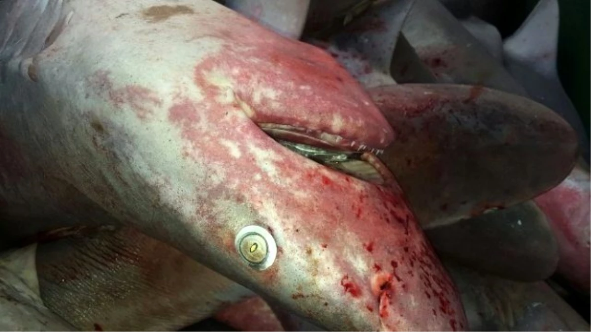Gazipaşalı Balıkçılar 1 Ton Köpek Balığı Yakaladı