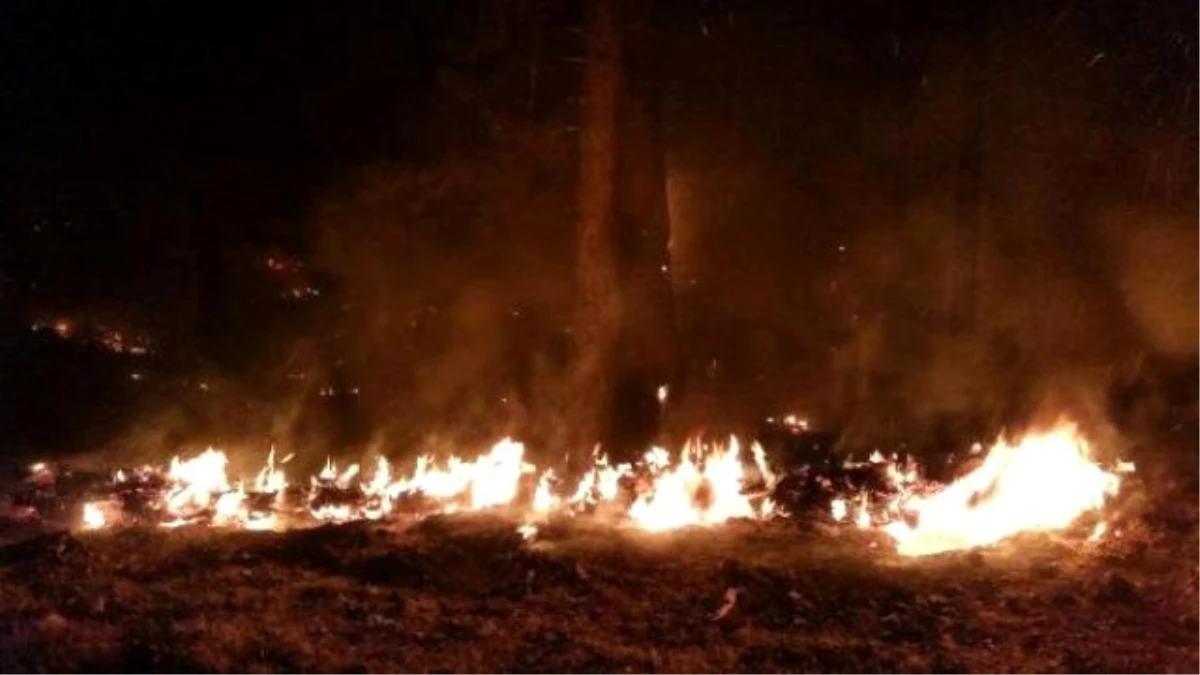 Köyceğiz\'de Kızılçam Ağaçları Yangında Zarar Gördü
