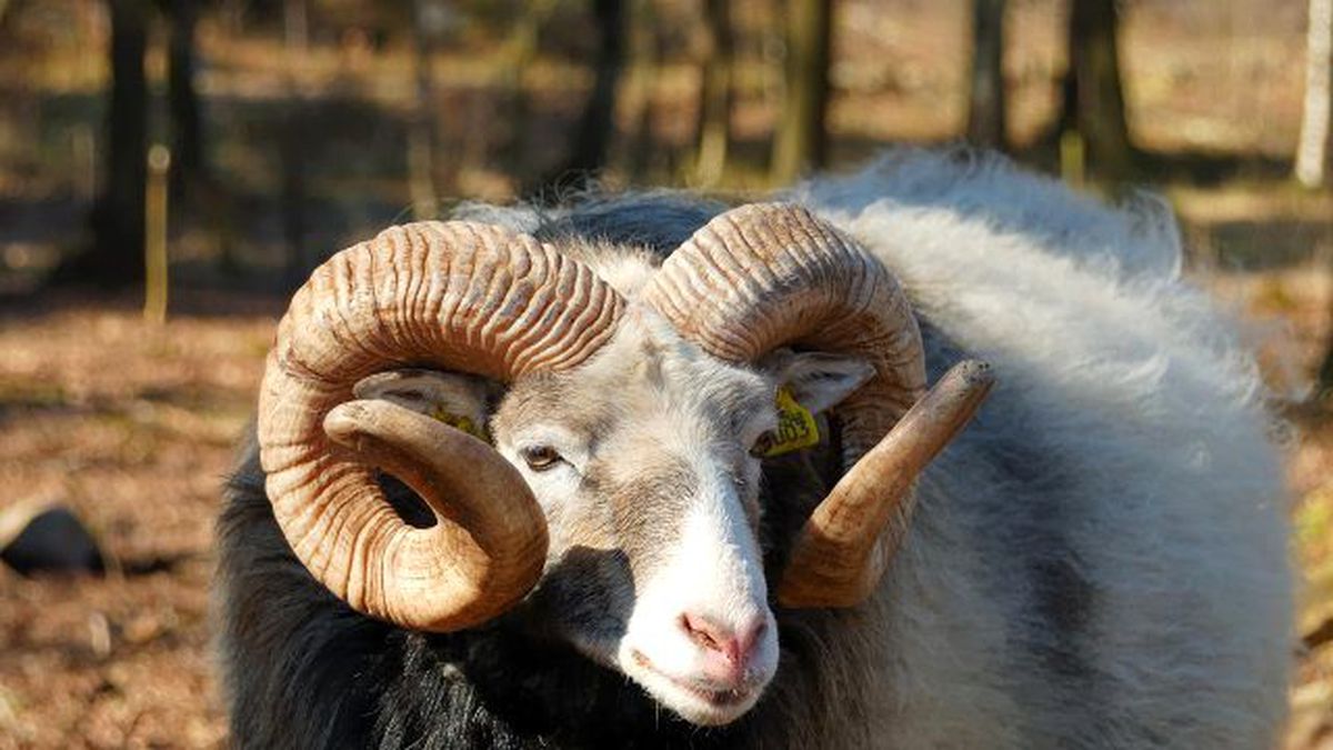 Kurban Kesecek Vatandaşlara Önemli Uyarı