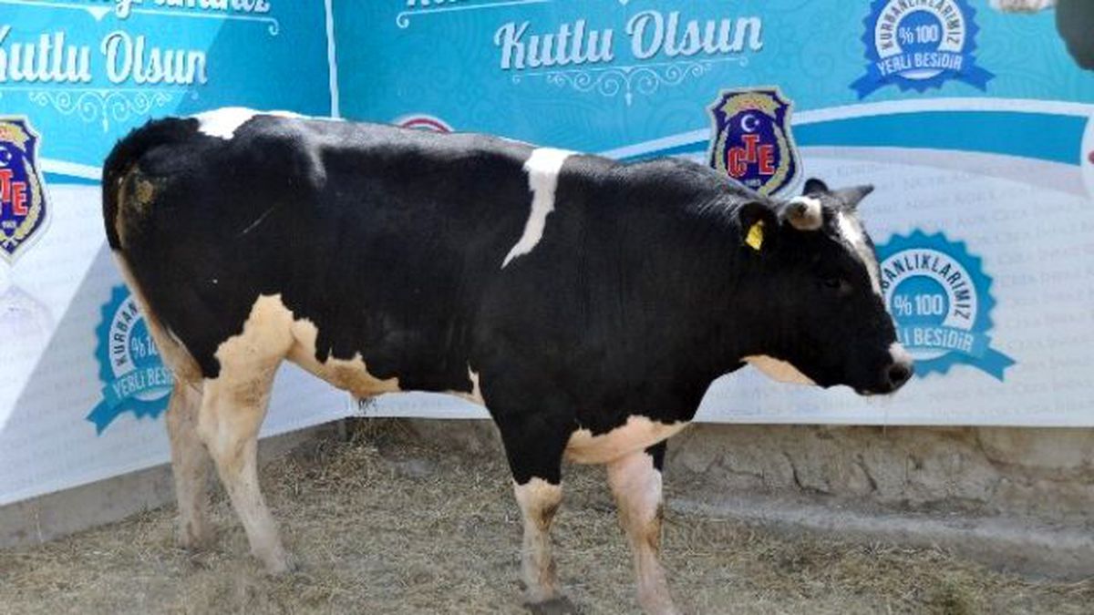 Niğde Ceza Evinde Kurbanlık Satışları Başladı