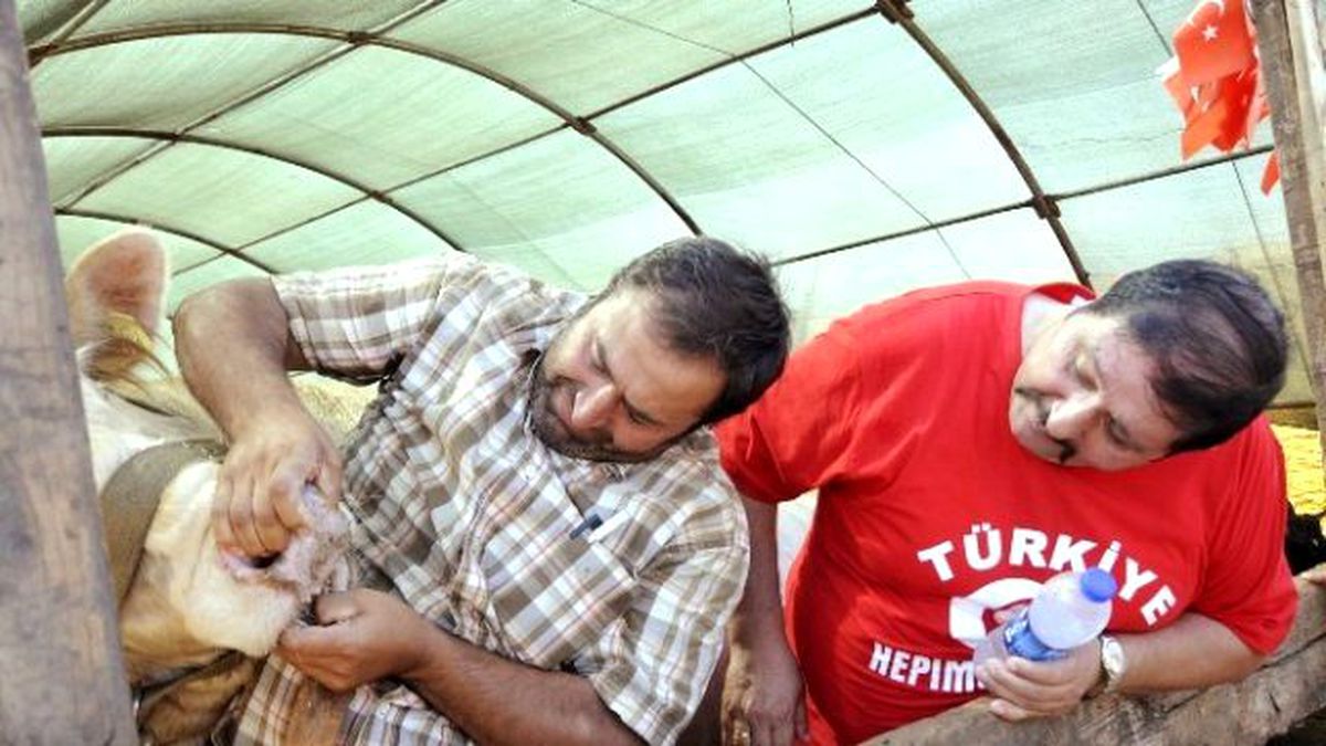 Antalya\'da Kurbanlıkların Yüzde 70\'i Satıldı