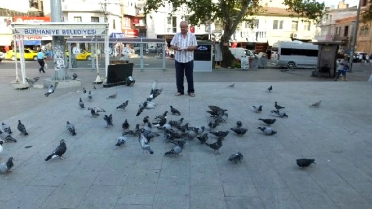 Burhaniye\'de Güvercin Besleme İmecesi