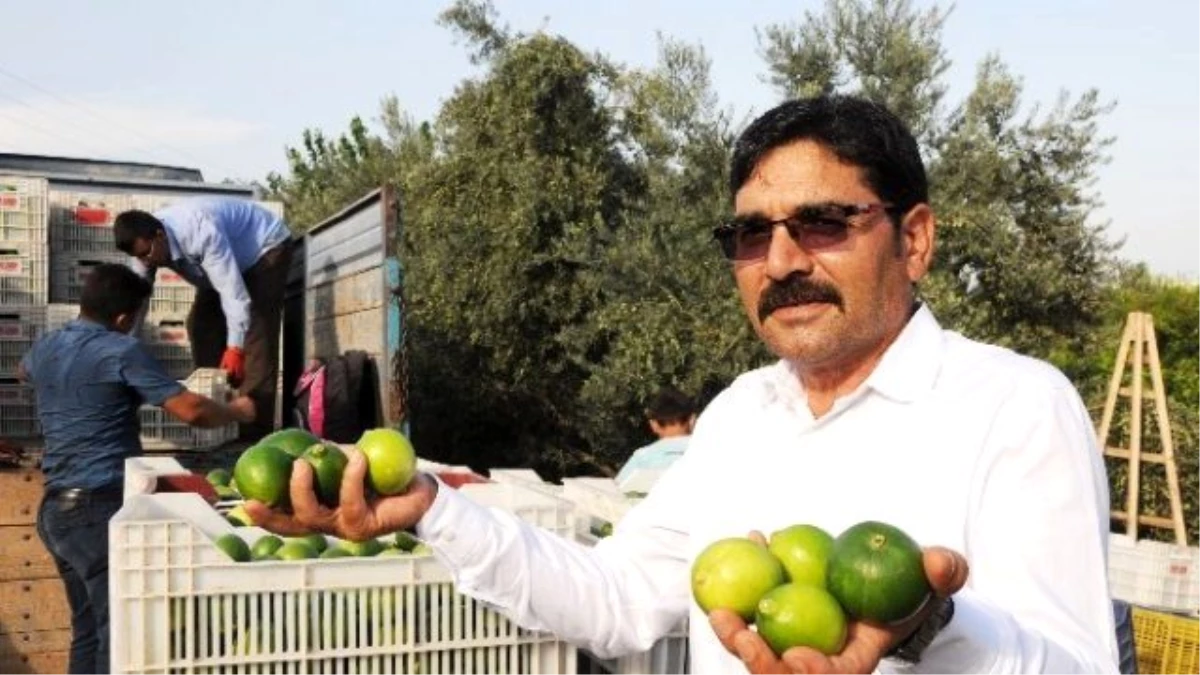 Limonun Ateşini Hasat Düşürdü