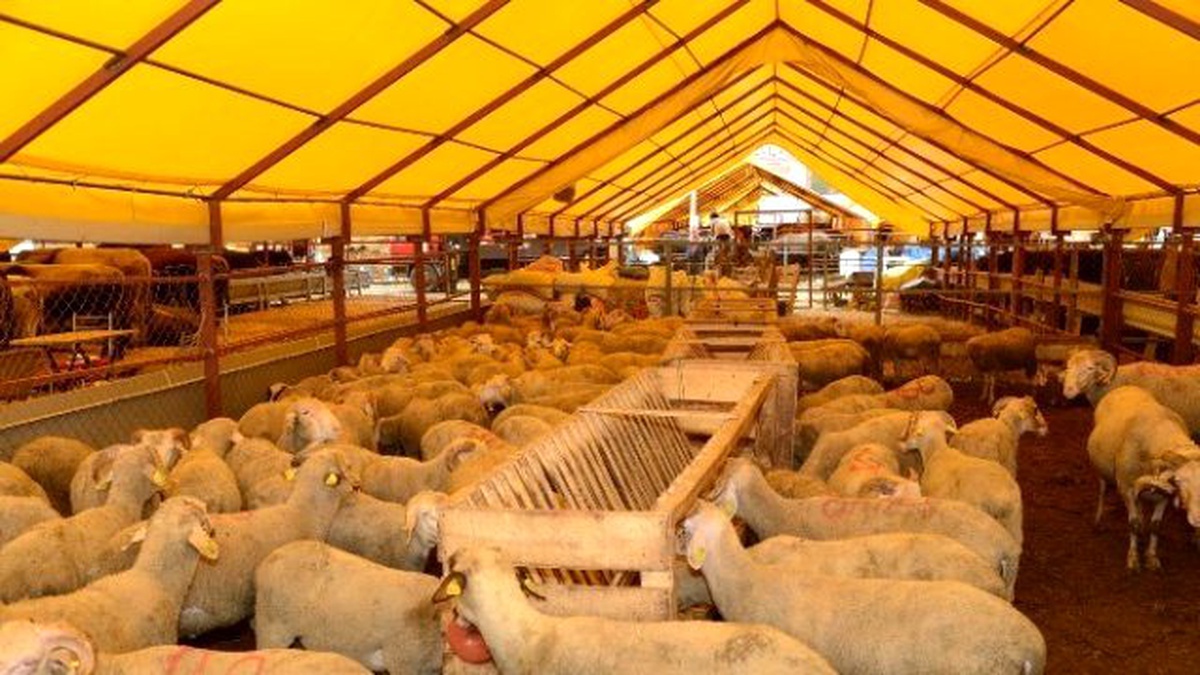 Uşak\'ta Kurbanlık Satış ve Kesim Noktaları Belirlendi