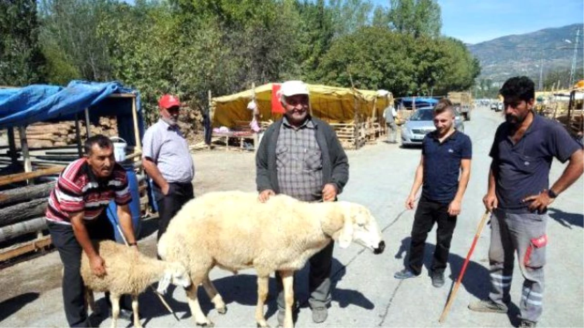 120 Kiloluk Koç Görenleri Şaşırtıyor