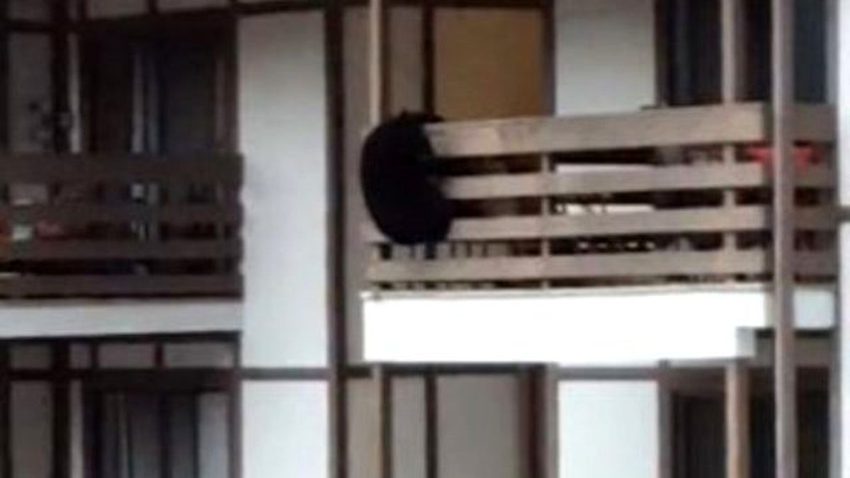 Aç Kalan Ayı Binaya Tırmandı