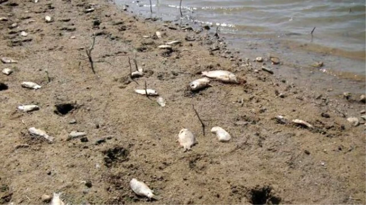 CHP\'li Nurlu, İki Bakana Demirköprü Barajındaki Balık Ölümlerini Sordu