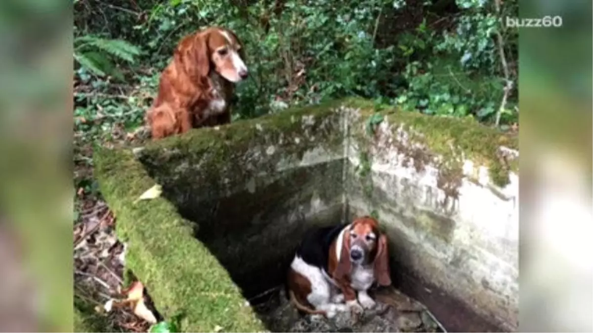 Dog Stays With Trapped Friend For A Week Until Help Arrives