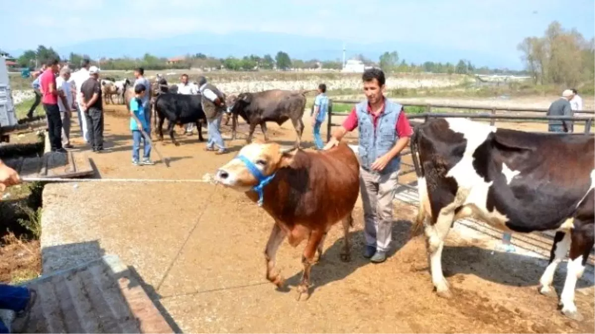 Düzce\'de Hayvan Pazarında Kurban Yoğunluğu Başladı