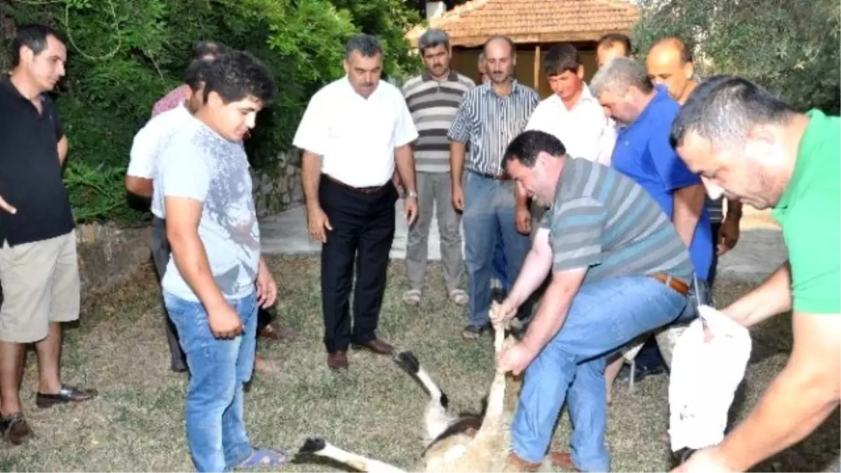 Halk Eğitim Müdürlüğü Kurban Kesim Kursu Verdi