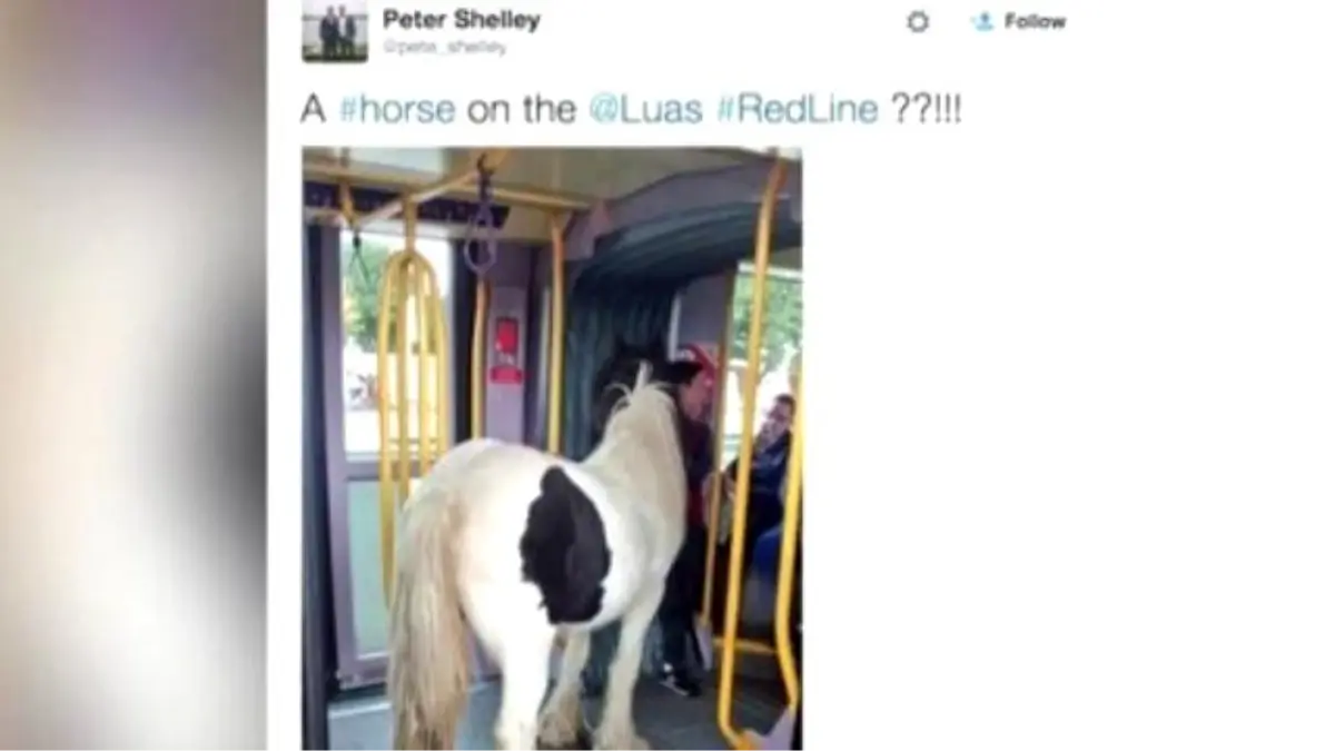 Horse Rides A Tram İn Ireland