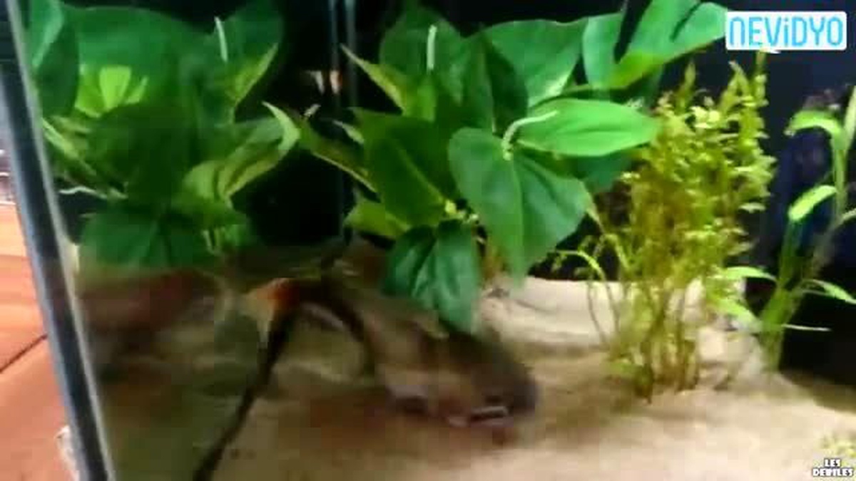 Kedi Balığının Avına İnanamayacaksınız!