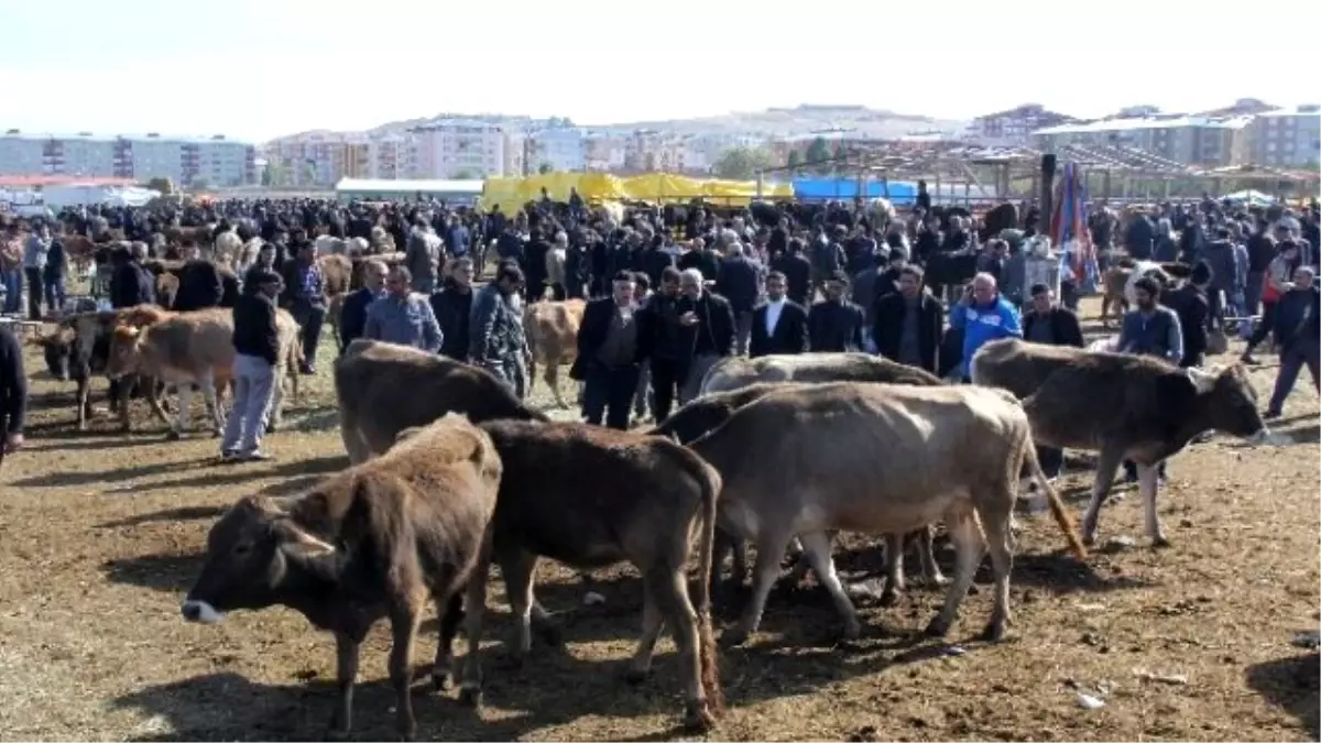 Kurbanlıklar Pazara İndi