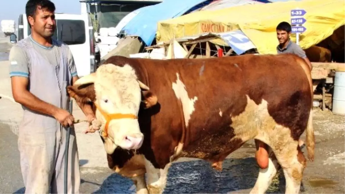 Şampiyon Boğa Otomobil Fiyatına Satıldı