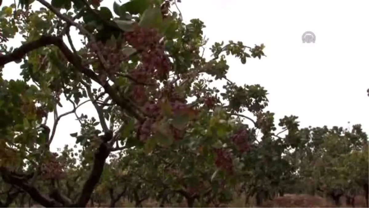 Antep Fıstığında Rekolte Bol, Kazanç Az