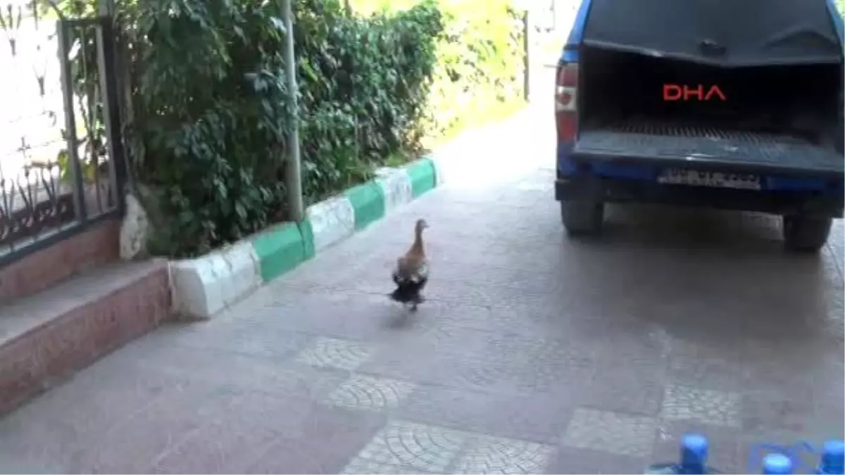 Iğdır Polislerin Bulduğu Angut Tedavide