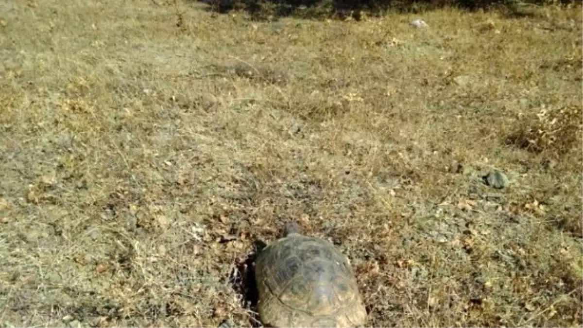 Kaplumbağalar Yanmaktan Son Anda Kurtarıldı