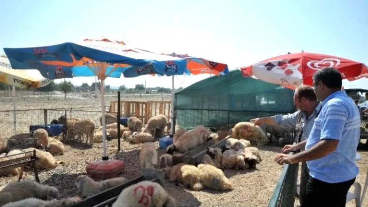 Kurban Pazarlarında Hem Vatandaşlar, Hemde Satıcılar Memnun