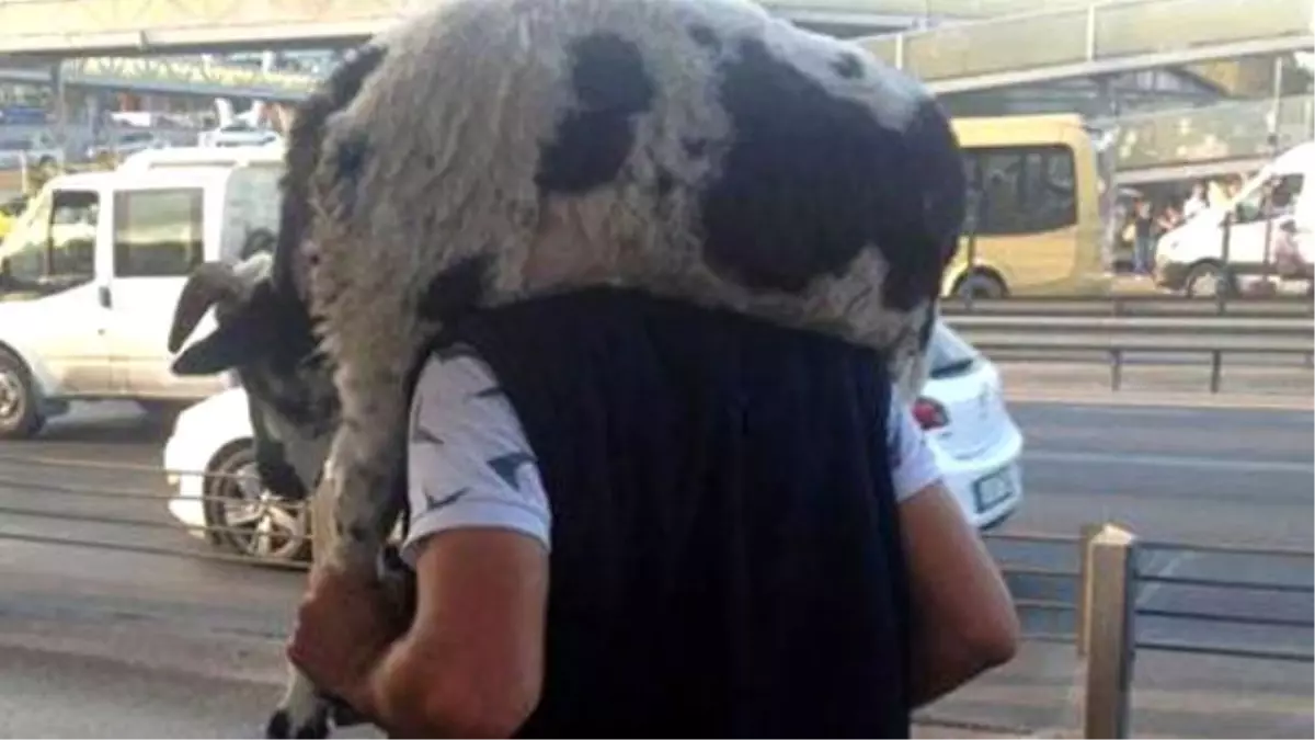 Kurbanlık Koçu Sırtına Alan Vatandaş Metrobüse Koştu