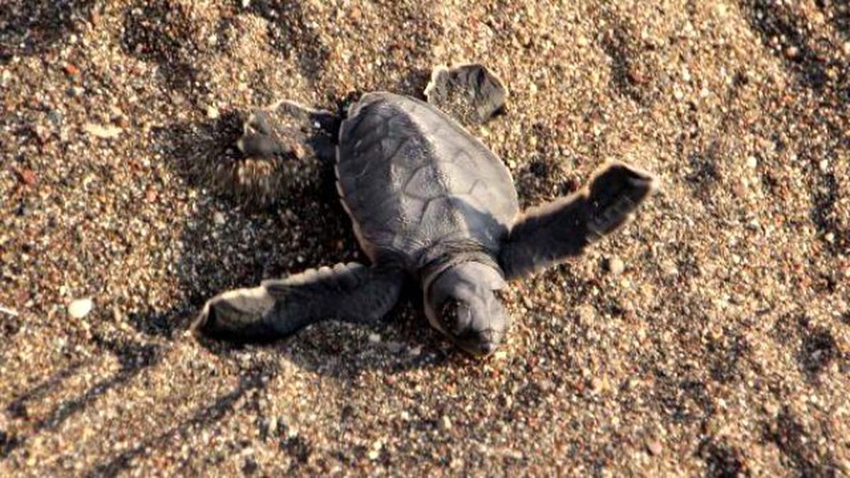 Mersin Sahillerinde 20 Bin Caretta Yavrusu Denizle Buluştu