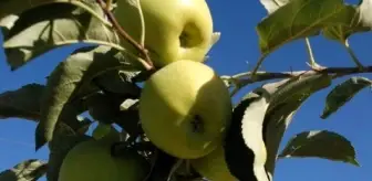 Niğde Elması, Üreticinin Yüzünü Güldürecek