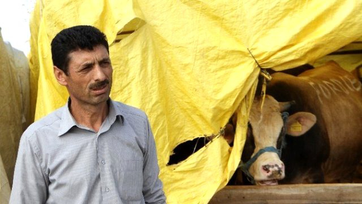 Sivaslı Çoban, Kurbanlıklarını Türküyle Yetiştiriyor