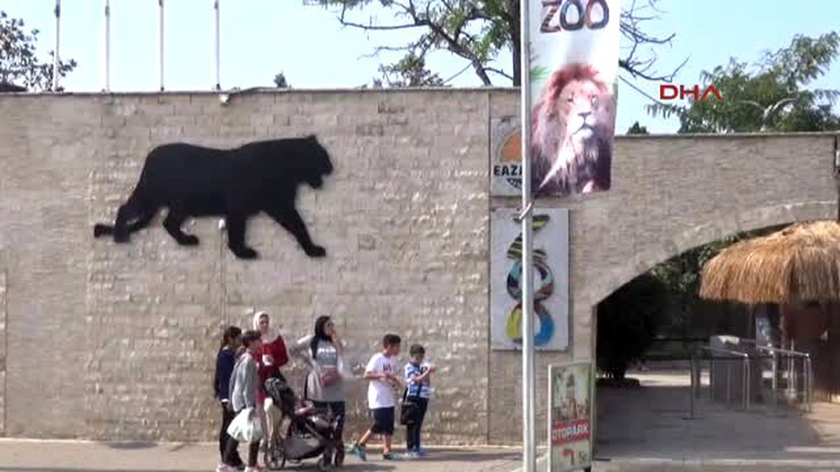 Gebze - Kızıl Panda Lale,jale ve Hale\'ye Eş Aranıyor