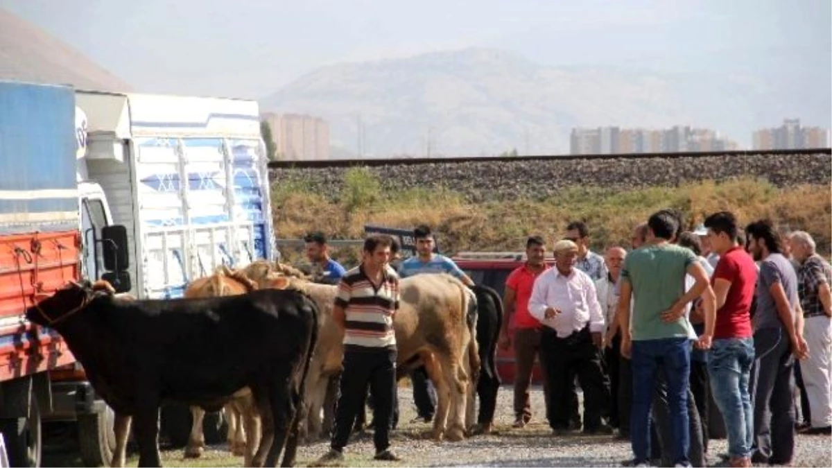 Oymaağaç Kurban Pazarı Kurban Almak İsteyenlerin Akınına Uğradı