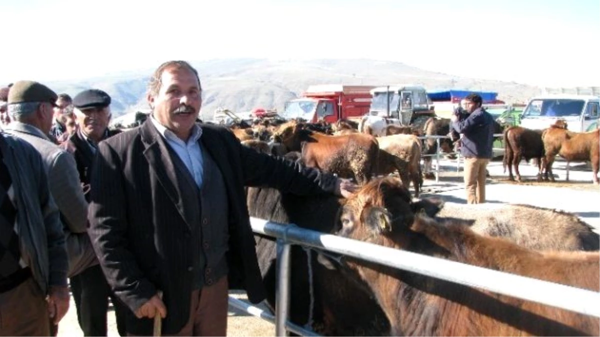 Sorgun Ziraat Odasından "Sahte Kulak Küpesi" Uyarısı