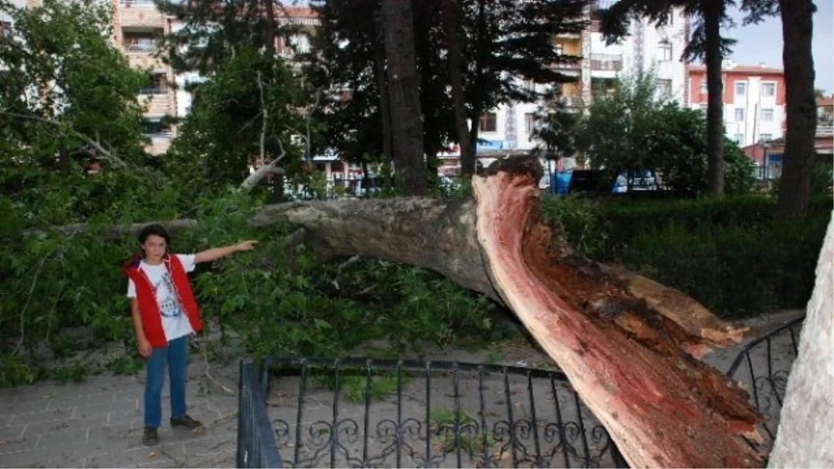 Tokat\'ta Fırtınaya Dayanamayan Asırlık Çınar Ağacı Devrildi