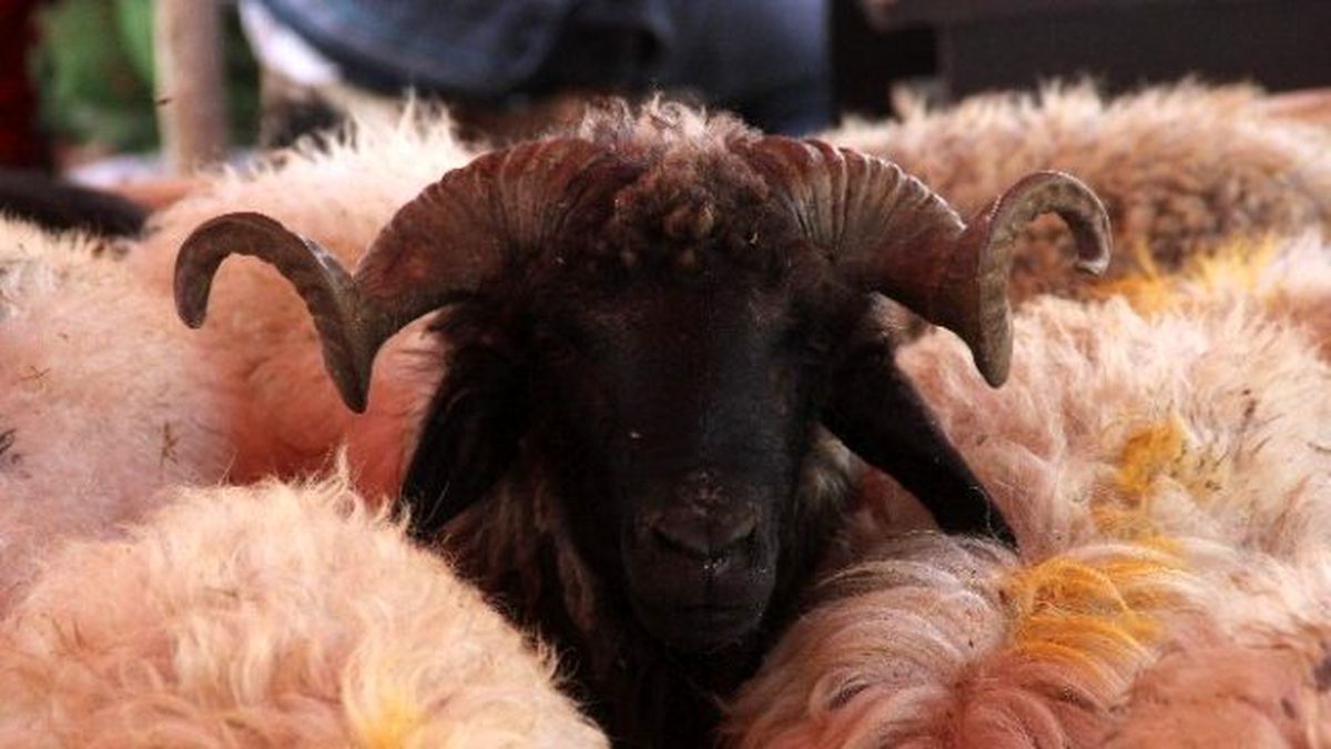 250 Liraya Kurban Satan Tüccar Özür Diledi