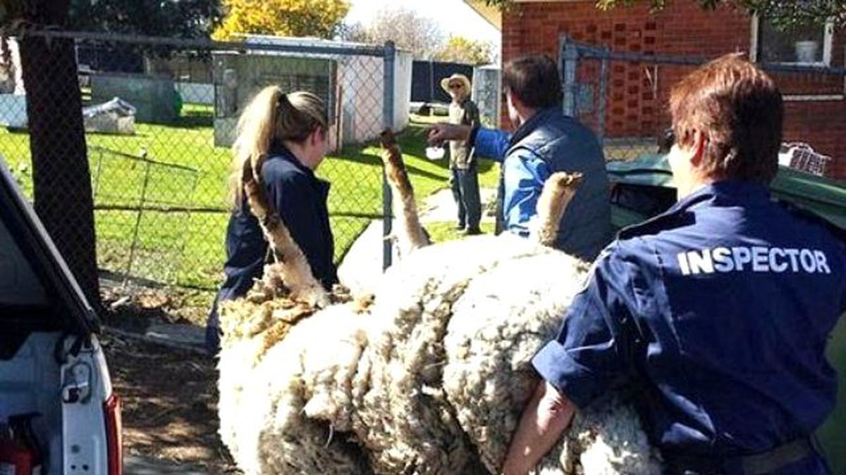 6 Yıl Boyunca Kaçan Dev Koyun Rekor Kırdı