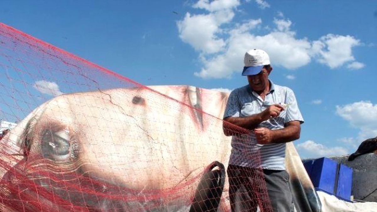 Balıkçıların Başı Yunuslarla Dertte