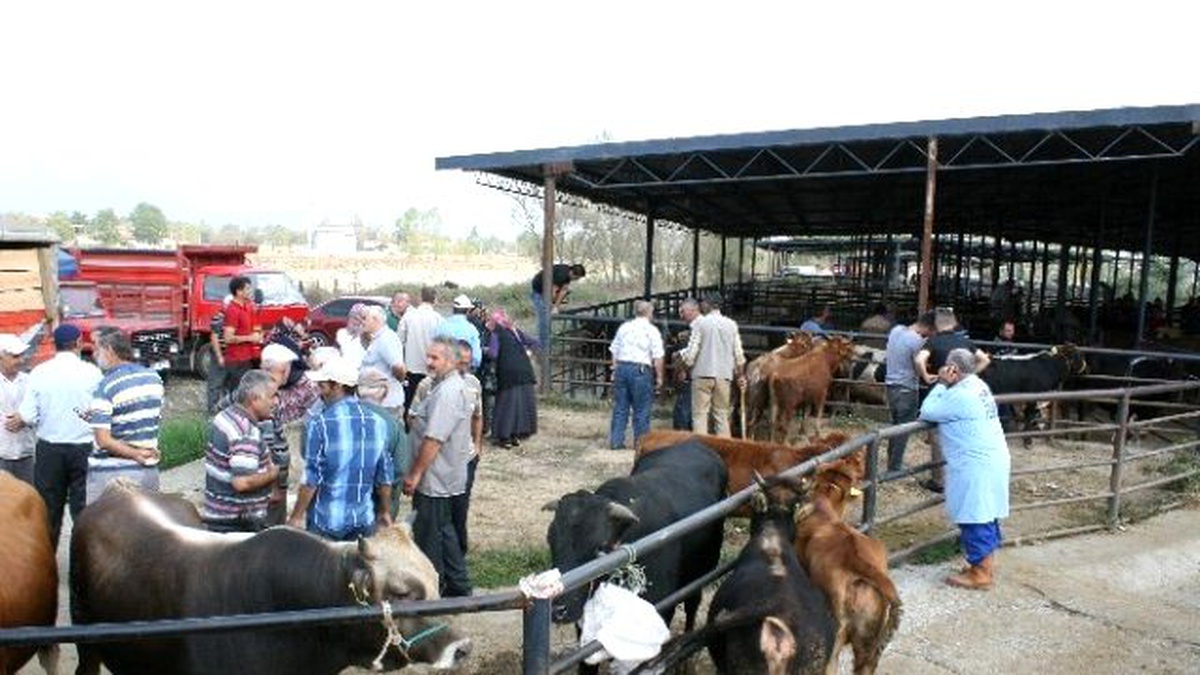 Düzce\'de Geçen Yıla Göre Kurbanlık Satışı Düşecek