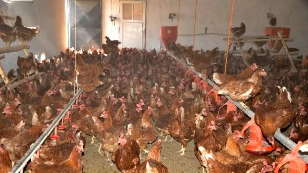 Haberden Etkilendi \'Gezen Tavuk Yumurtası Çiftliği\' Kurdu, İş Sahibi Oldu