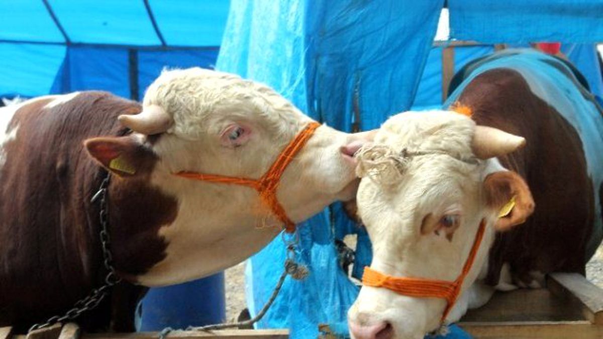 İkiz Danalar 'Paşa ve Kral' Pazarın Gözdesi Oldu