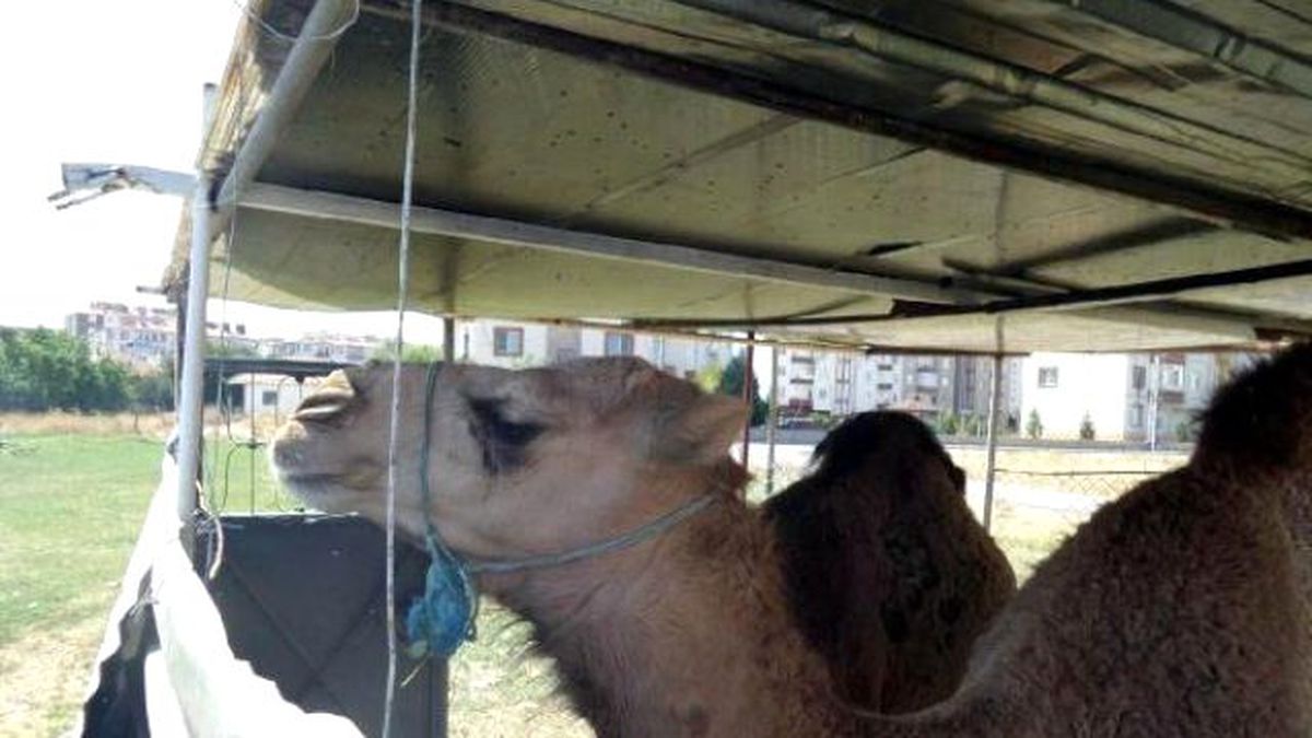 Kayseri\'de 5 Bin Liraya Kurbanlık Deve