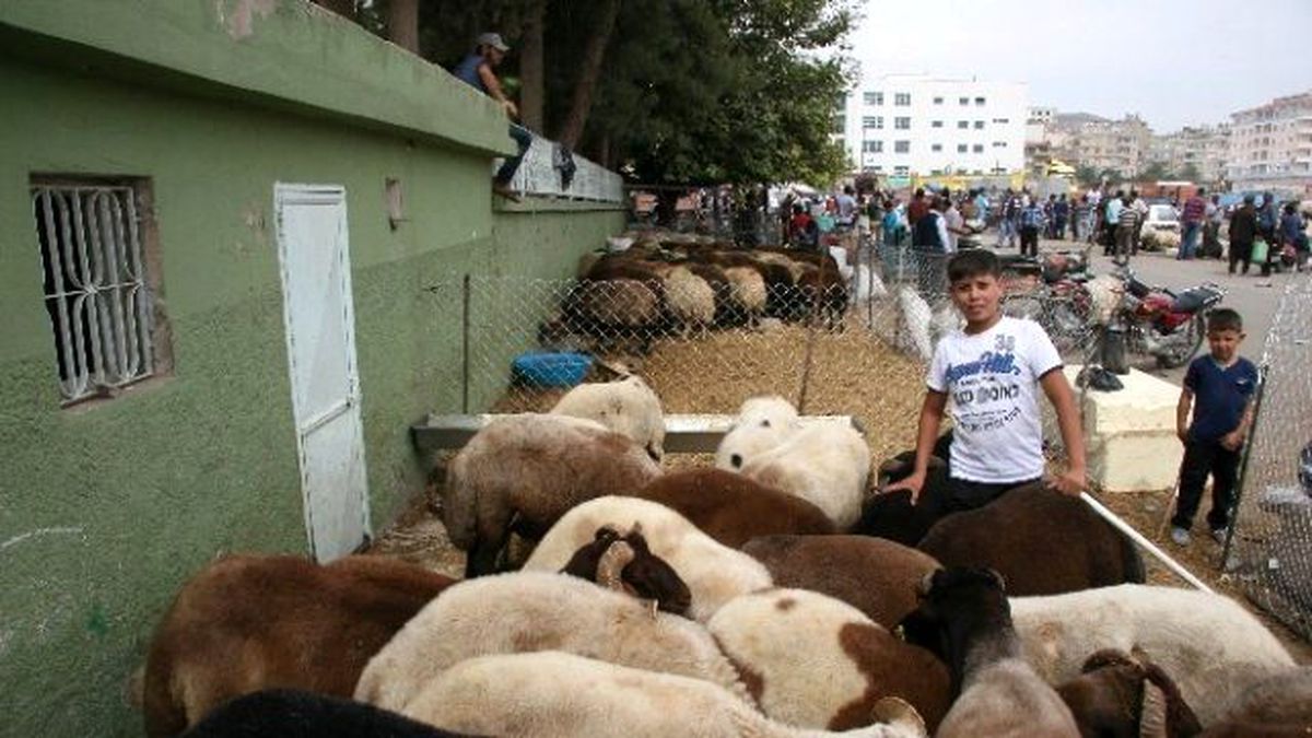 Kilis\'te Kurbanlıklar Piyasada