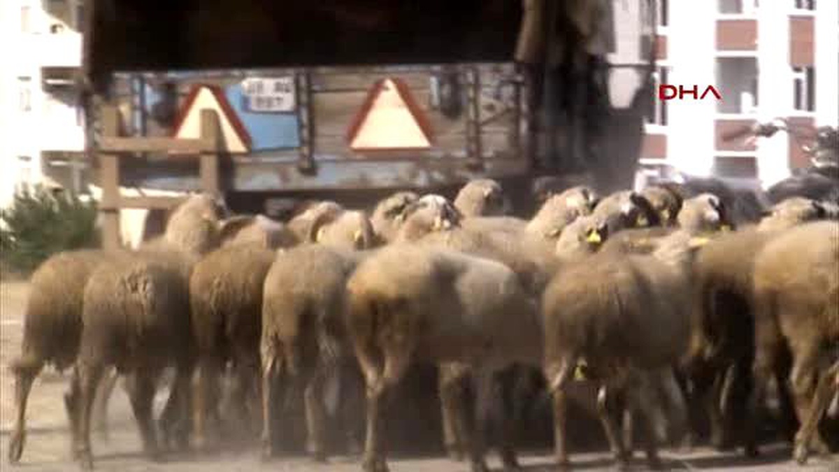 Kırklareli\'de Kurban Pazarı Hareketlendi