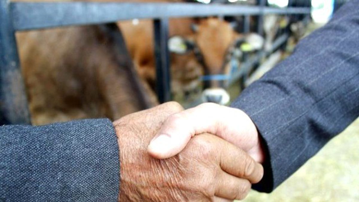 Kurbanlık Hayvanlar Görücüye Çıktı