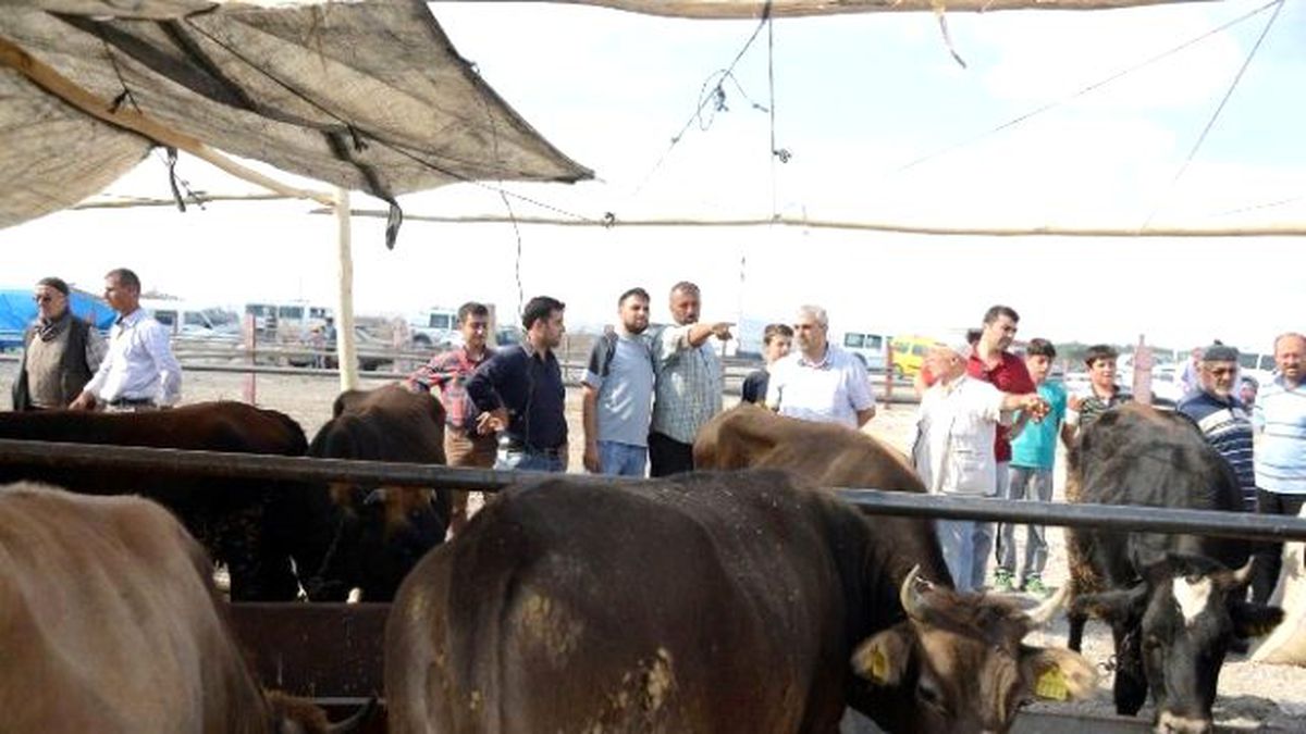 Meram\'da Kurbanlık Satışları Başladı