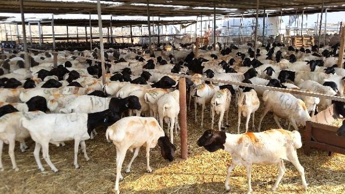 Suudi Arabistan\'da da Kurbanlıklar Pahalandı