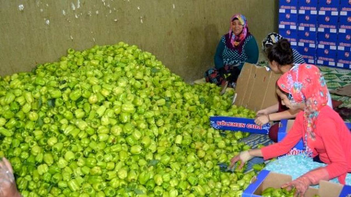 Yenişehir\'de Biber Bereketi