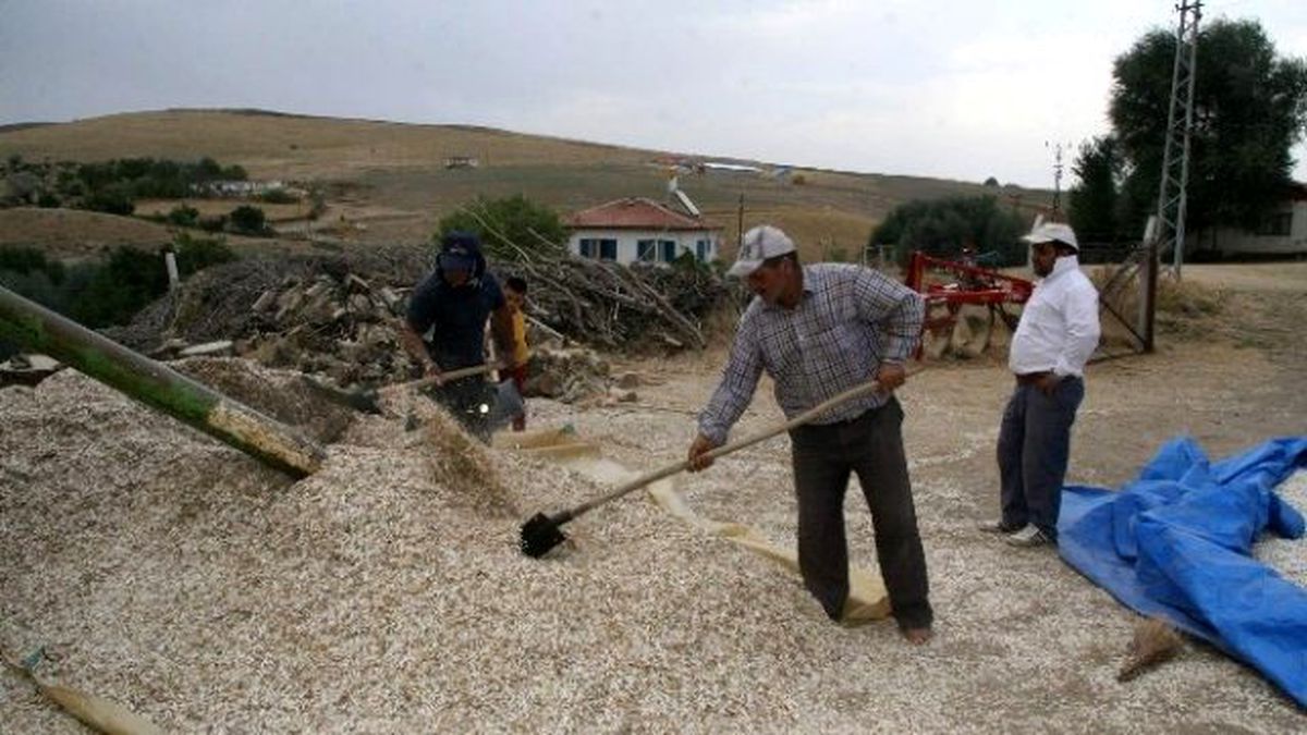 Yozgat\'ta Ayçiçeği Hasadı Sürüyor