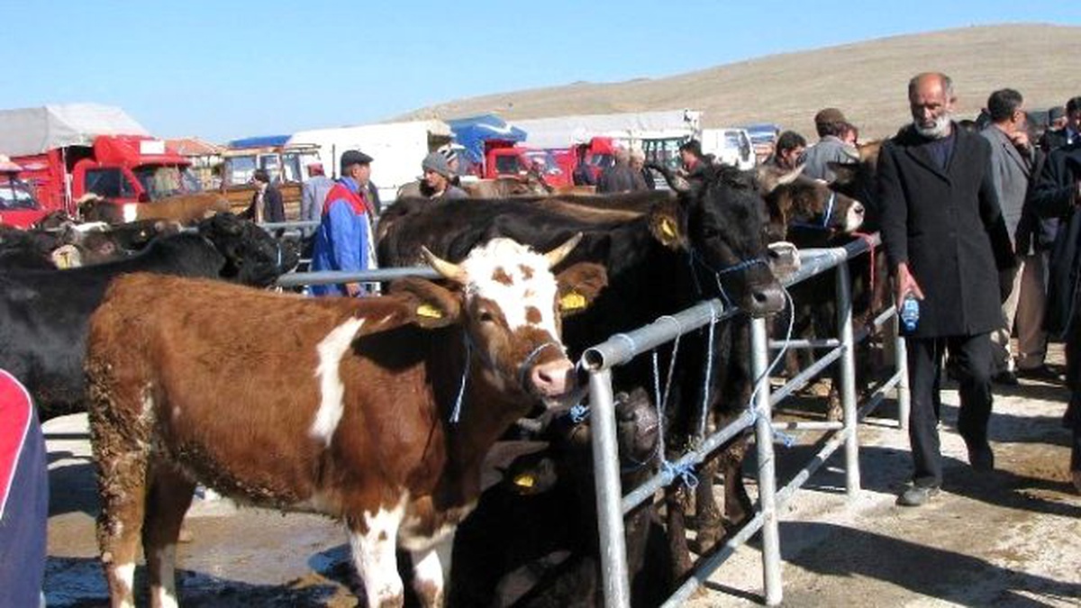 Yozgat Veteriner Hekimler Odasından "Kurban" Uyarısı