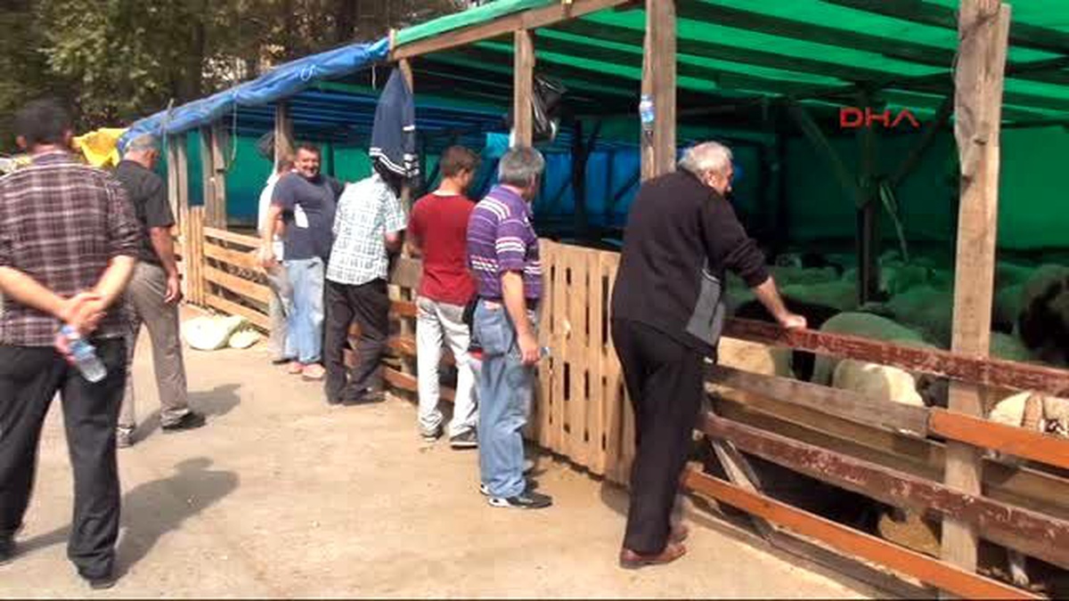 Zonguldak İkiz Danalar Farkl Kişilere Satıldı