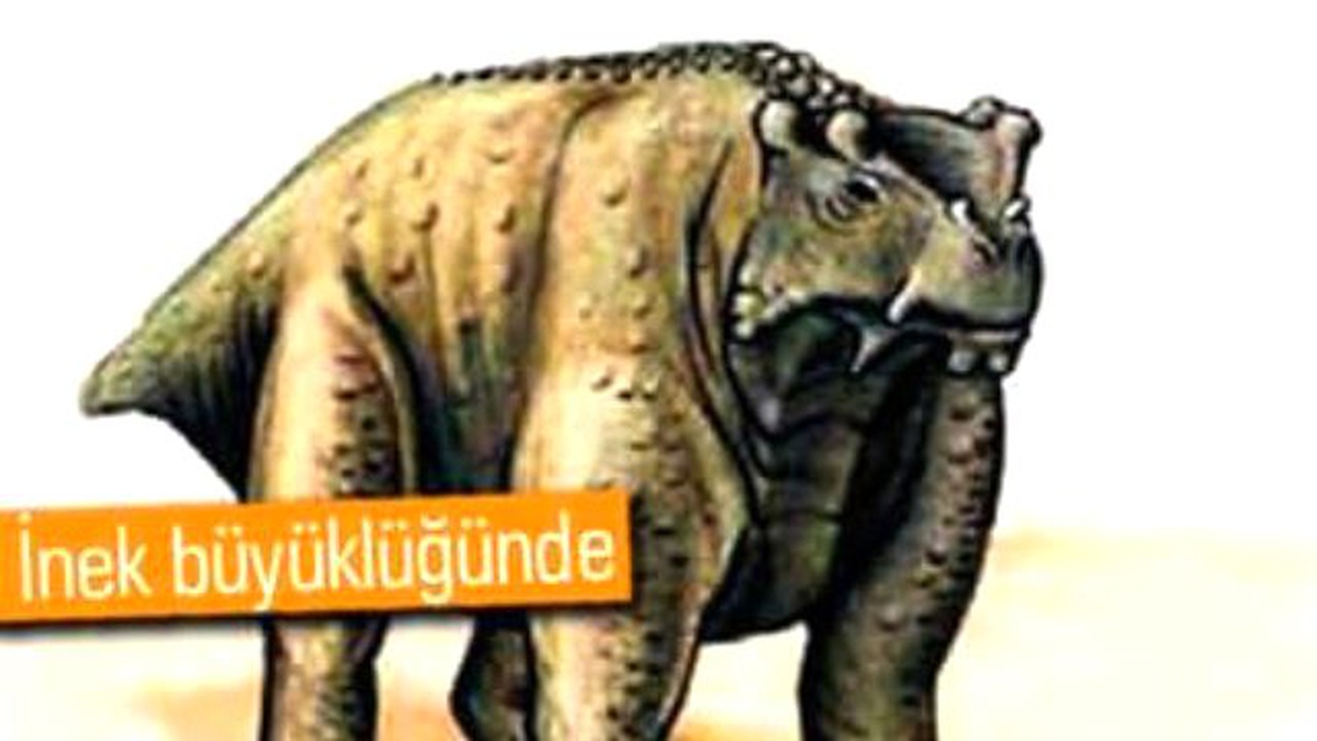 260 Milyon Yıllık Fosil Bulundu