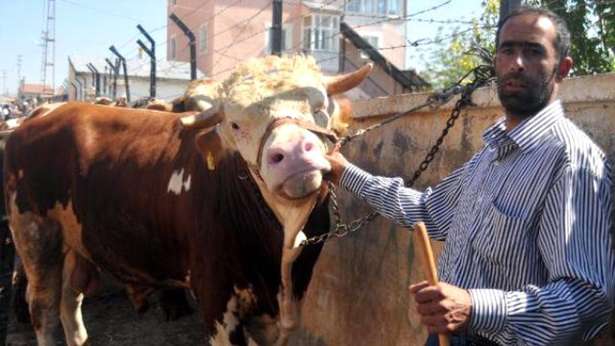 905 Kiloluk \'Paşa\', 14 Bin Liraya Alıcı Bekliyor